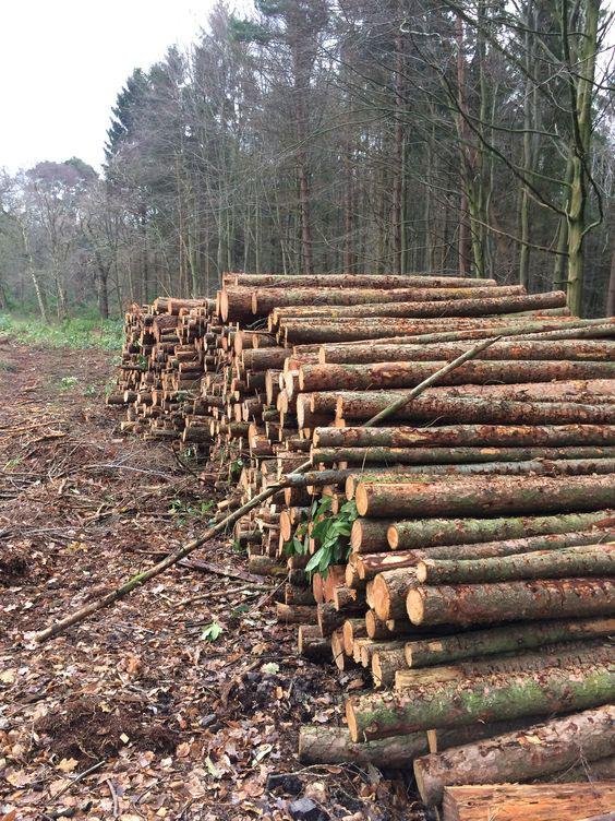 Premium Brennholz aus Deutschland