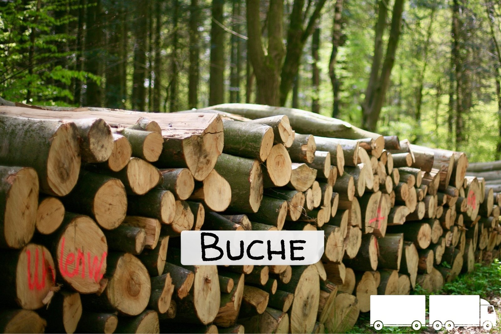 Stammholz Buche &ndash; LKW-Ladung
